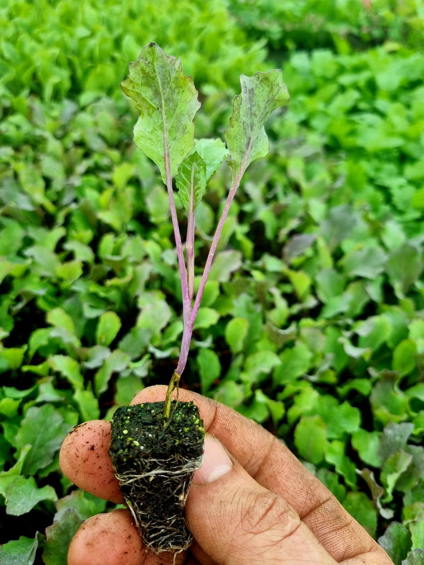 January King Plug Plants "Grow Your Own" Vegetables **Letterbox Friendly**