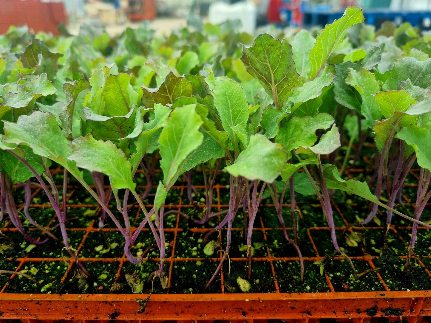 PRE-ORDER 10% OFF - January King Plug Plants "Grow Your Own" Vegetables **Letterbox Friendly**