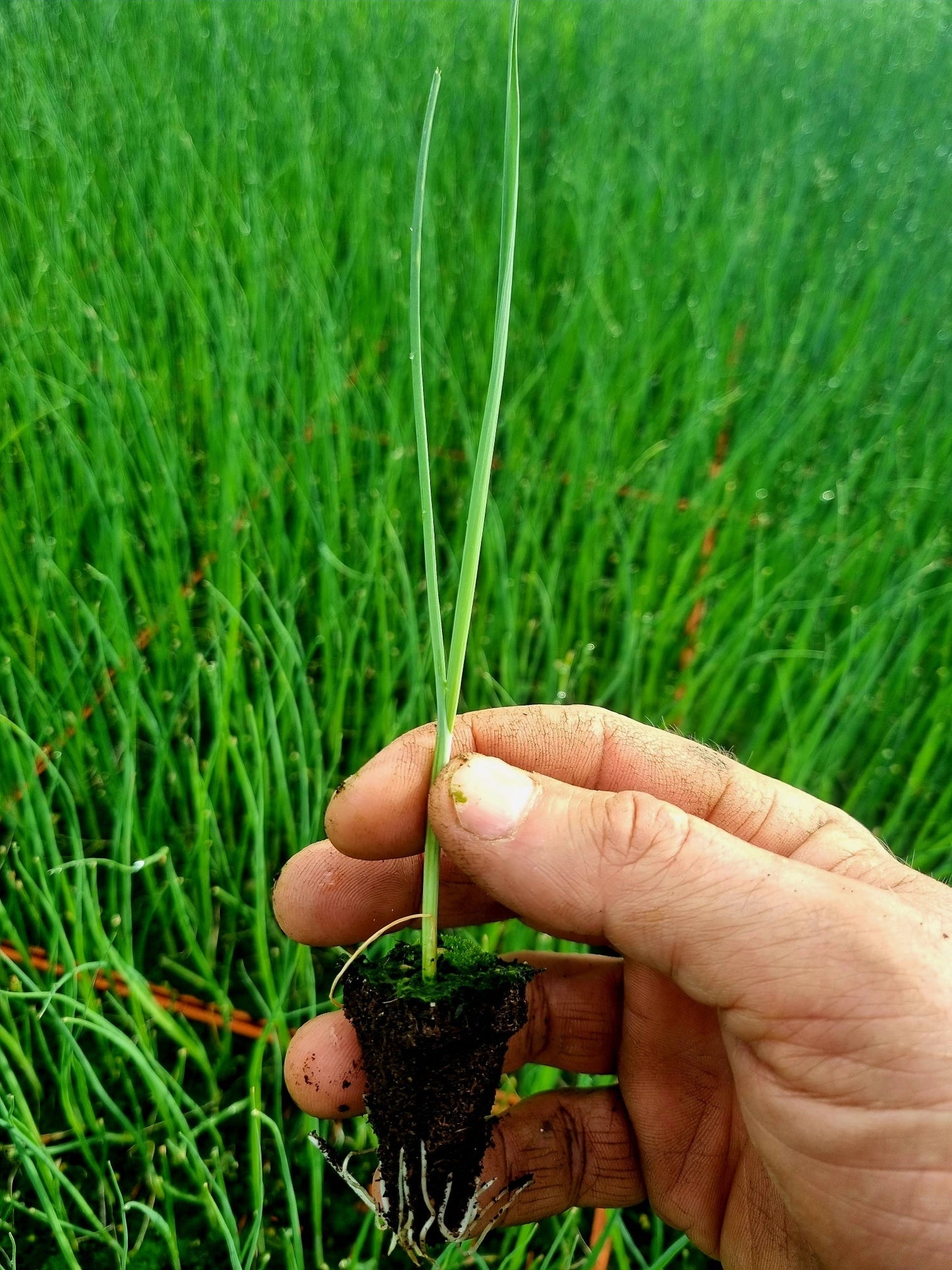 PRE-ORDER 10% OFF - Leek Plug Plants "Grow Your Own" Vegetables **Letterbox Friendly**