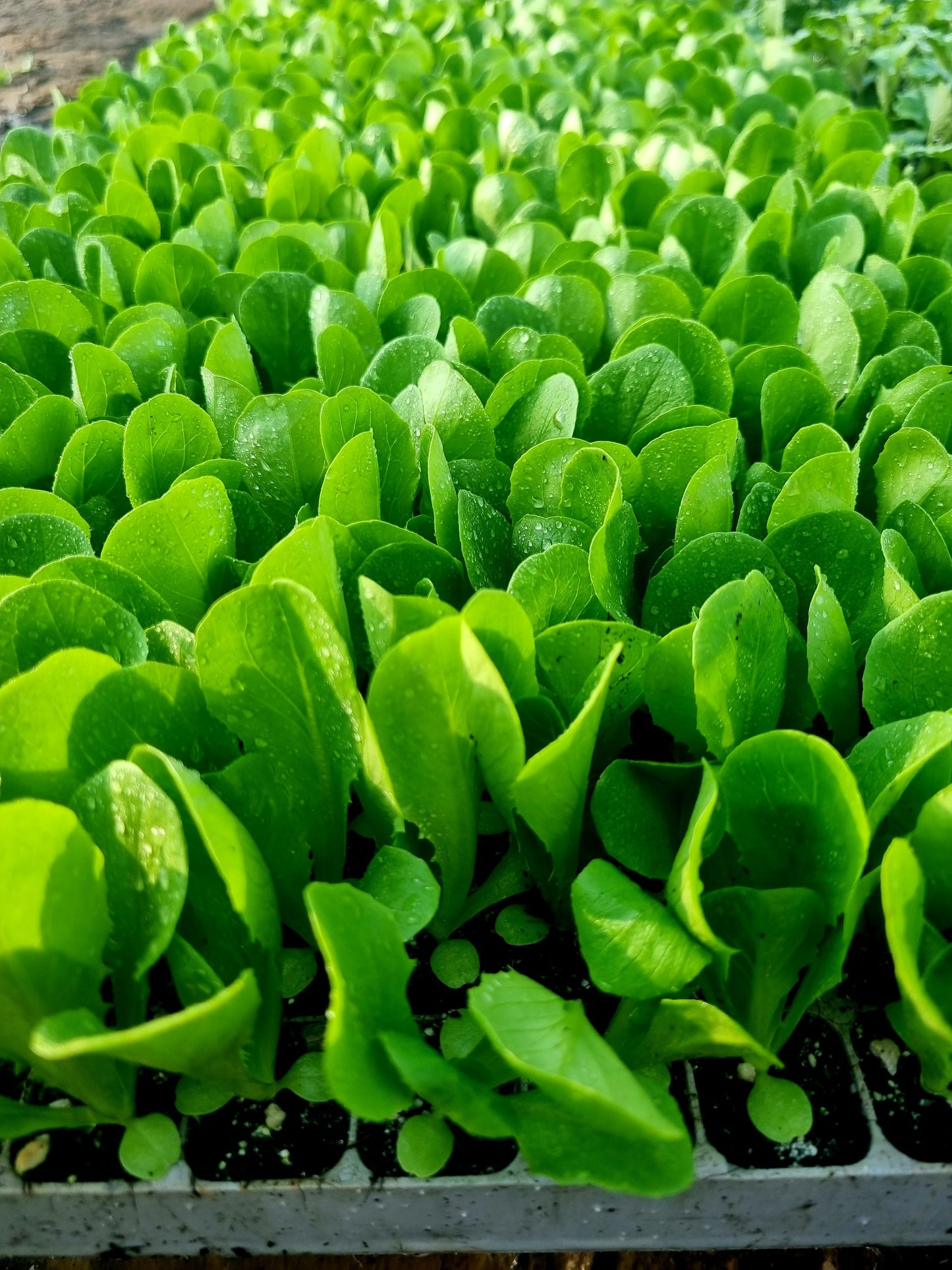 Little Gem Lettuce Plug Plants "Grow Your Own" Salad 'Ready to Plant Now' Young Vegetable Plants **Letterbox Friendly**