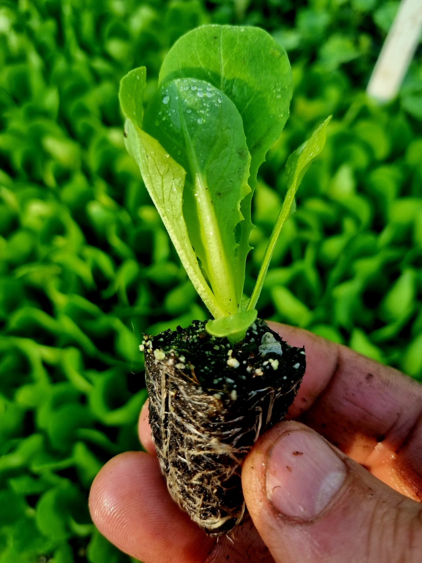 Little Gem Lettuce Plug Plants "Grow Your Own" Salad 'Ready to Plant Now' Young Vegetable Plants **Letterbox Friendly**