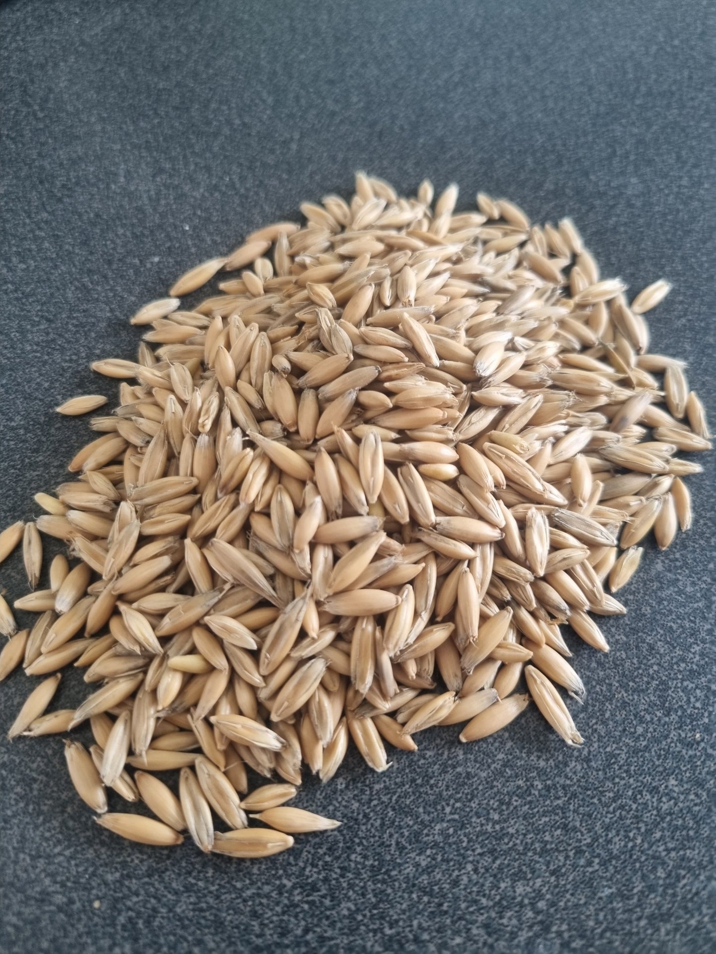 Oat Cat Grass Seeds - Grow Your Own - Pet Food **LETTERBOX FRIENDLY**