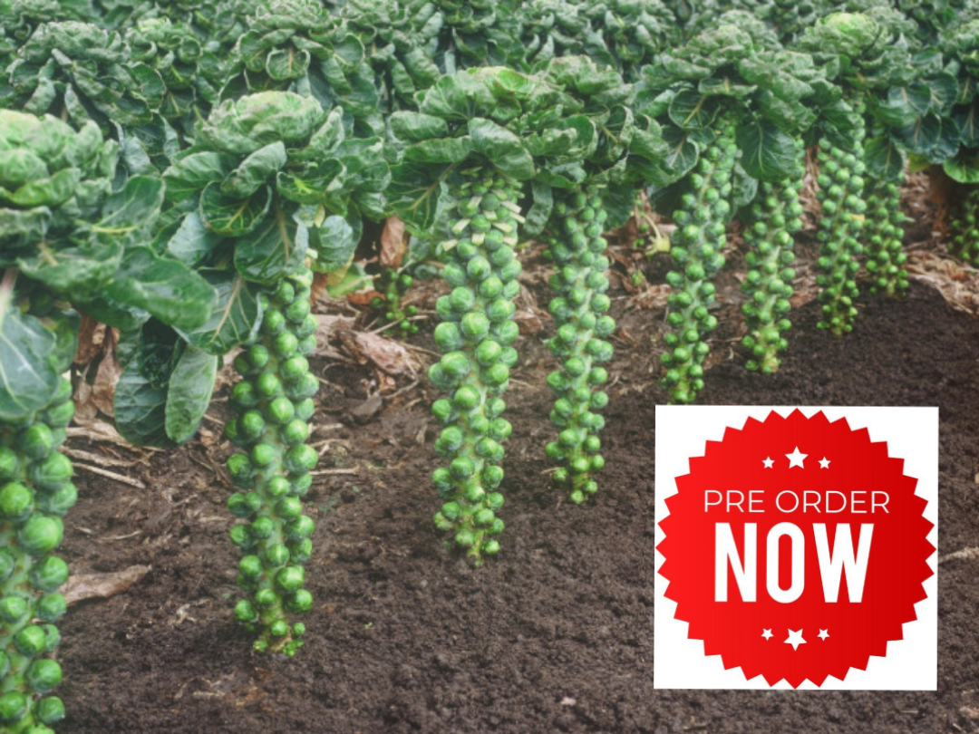 PRE-ORDER 10% OFF - Brussels Sprout Plug Plants "Grow Your Own" Vegetables - Letterbox Friendly