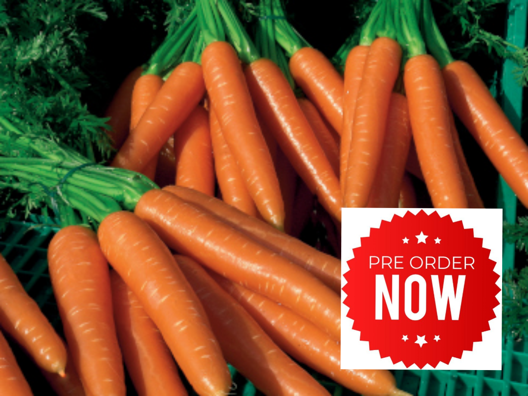 PRE-ORDER 10% OFF - Carrot Plug Plants "Grow Your Own" Vegetables **Letterbox Friendly**