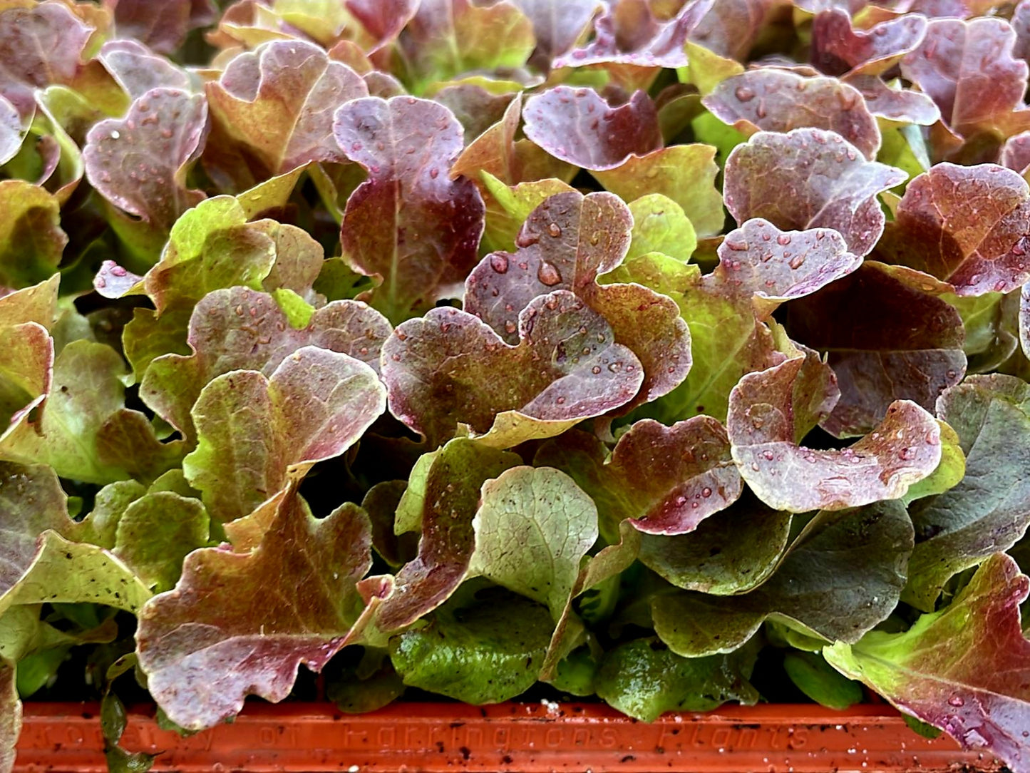 Red Oakleaf Lettuce Plug Plants "Grow Your Own" Salad 'Ready to Plant Now' Young Vegetable Plants **Letterbox Friendly**