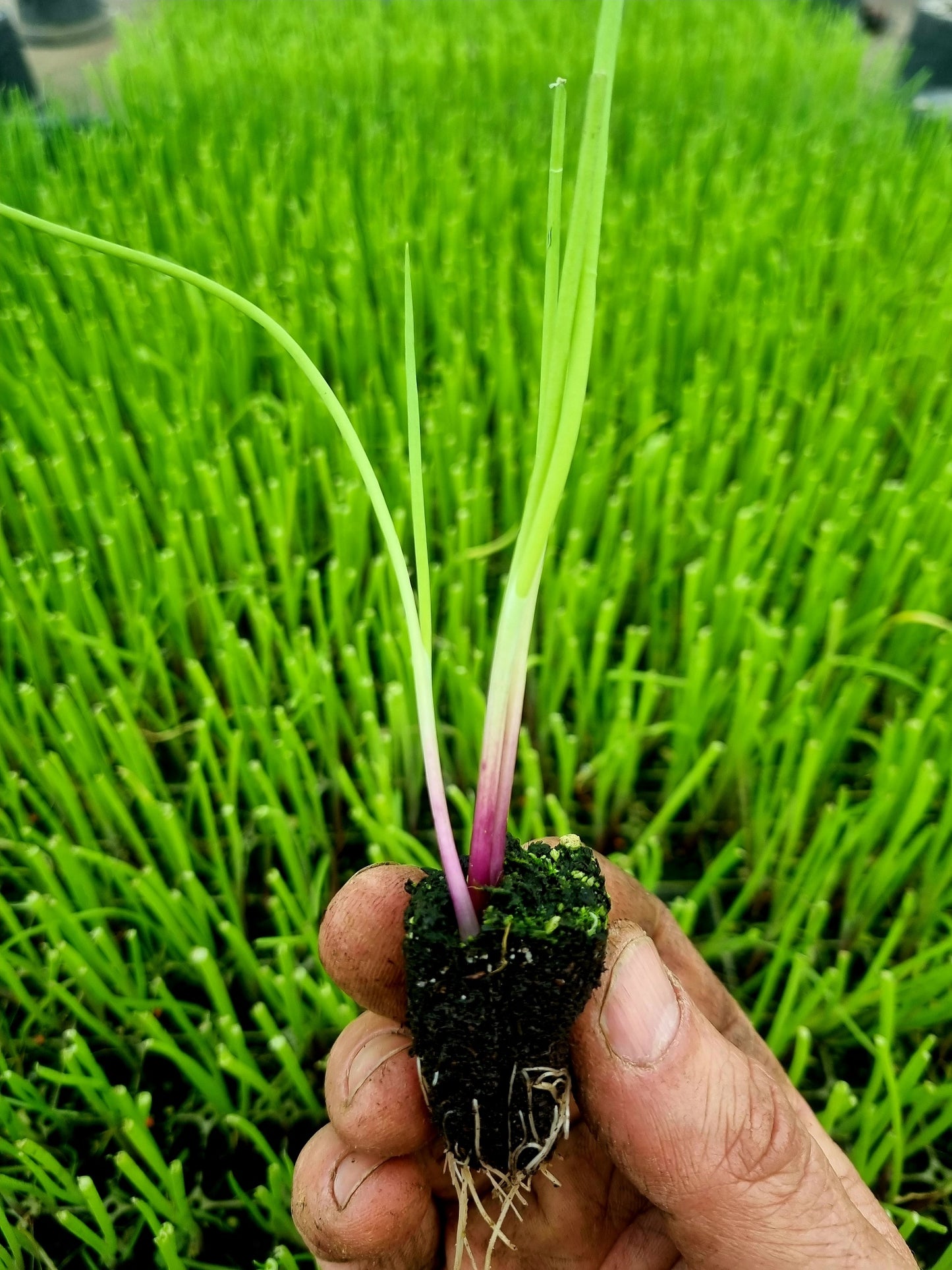 Red Onion Plug Plants "Grow Your Own" Vegetables **Letterbox Friendly**