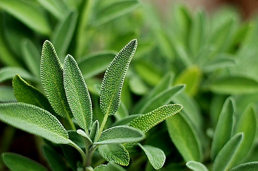 Sage Plug Plants "Grow your Own" Herbs **LETTERBOX FRIENDLY**