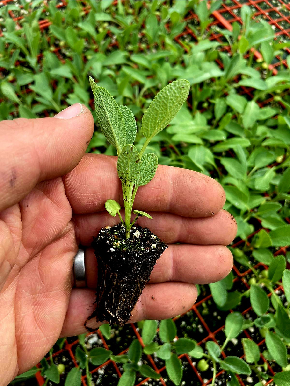 Sage Plug Plants "Grow your Own" Herbs **LETTERBOX FRIENDLY**