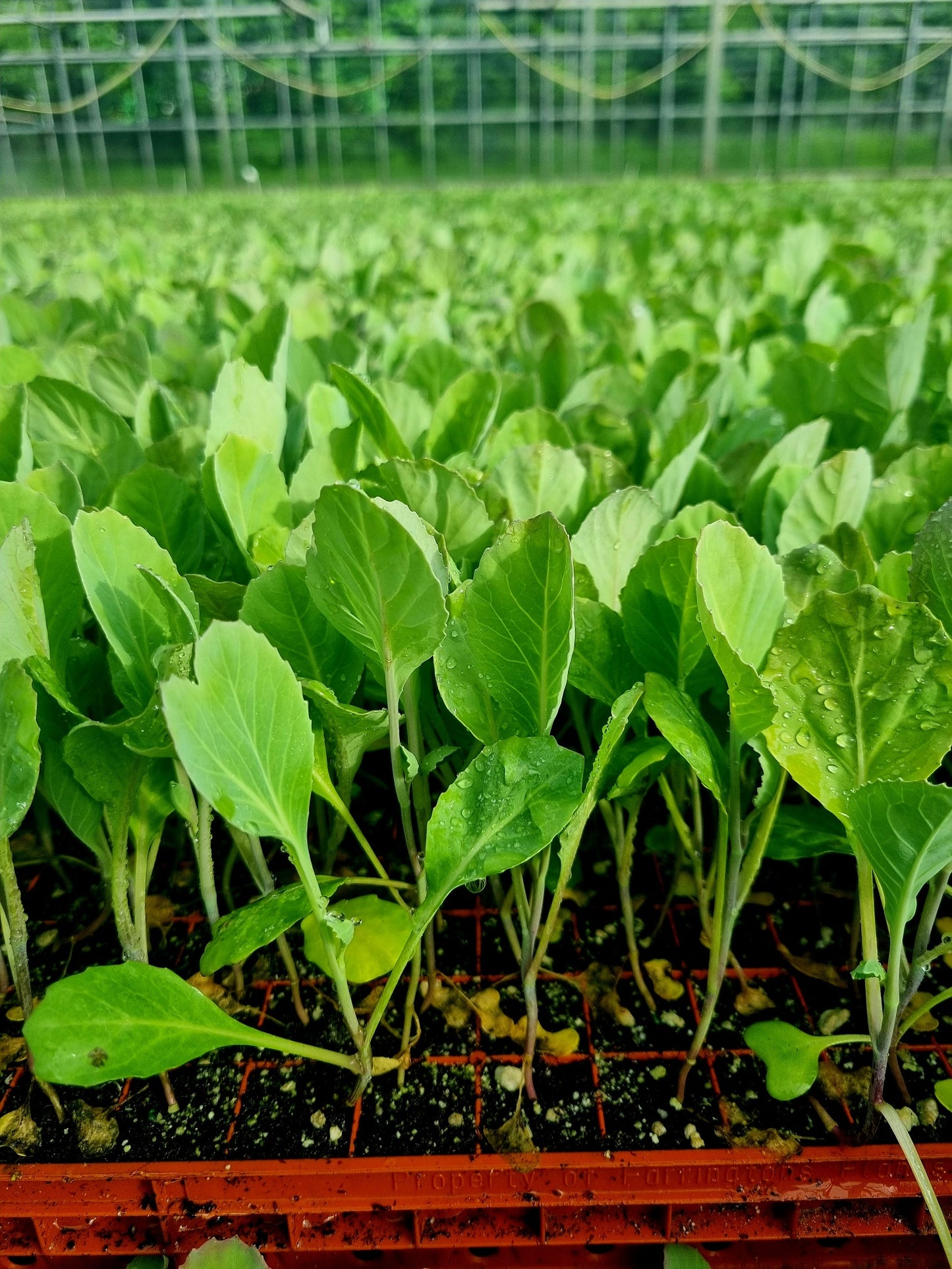 Spring Cabbage Plug Plants - "Grow Your Own" Vegetables **Letterbox Friendly**