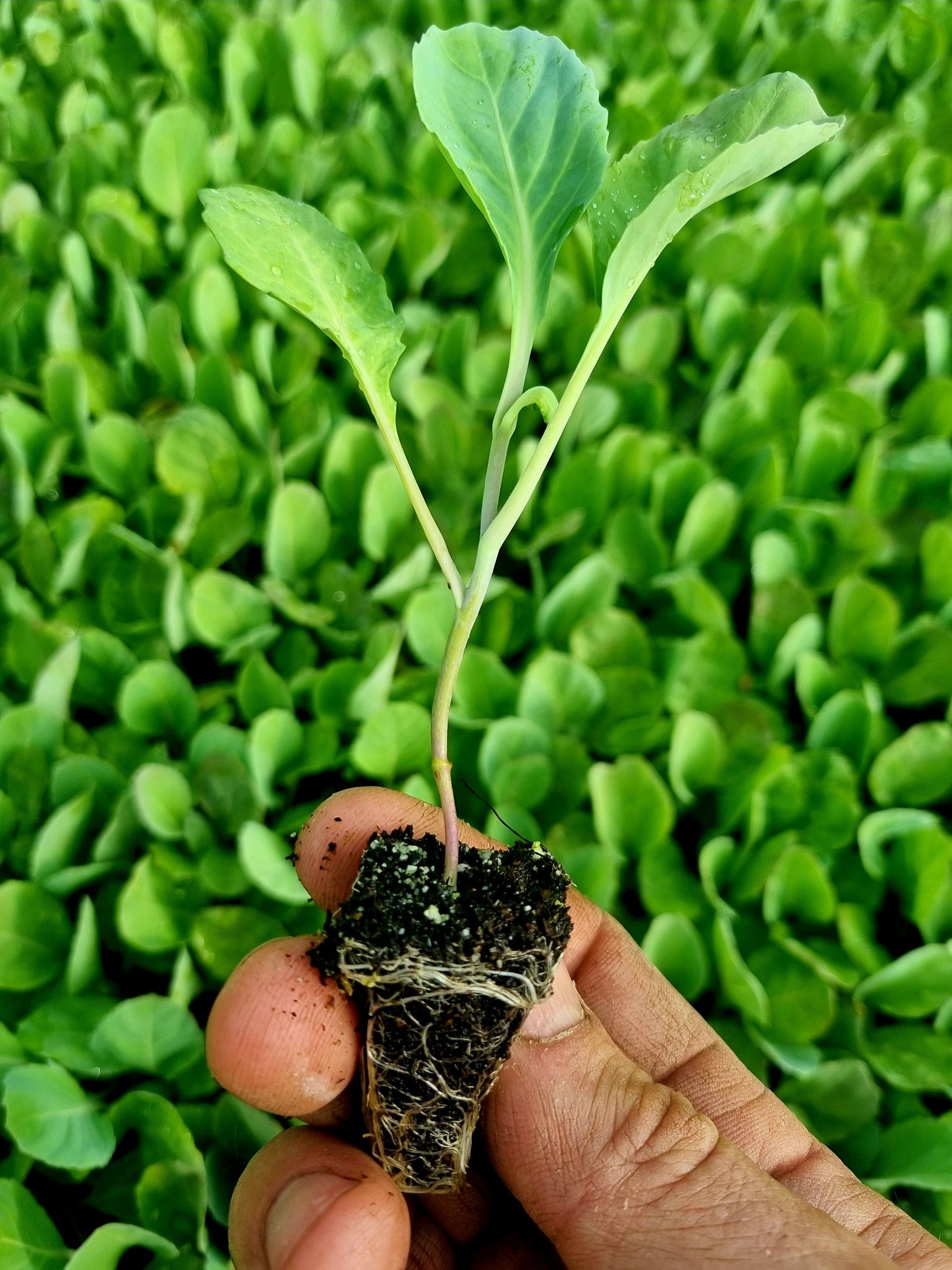 Spring Cabbage Plug Plants - "Grow Your Own" Vegetables **Letterbox Friendly**