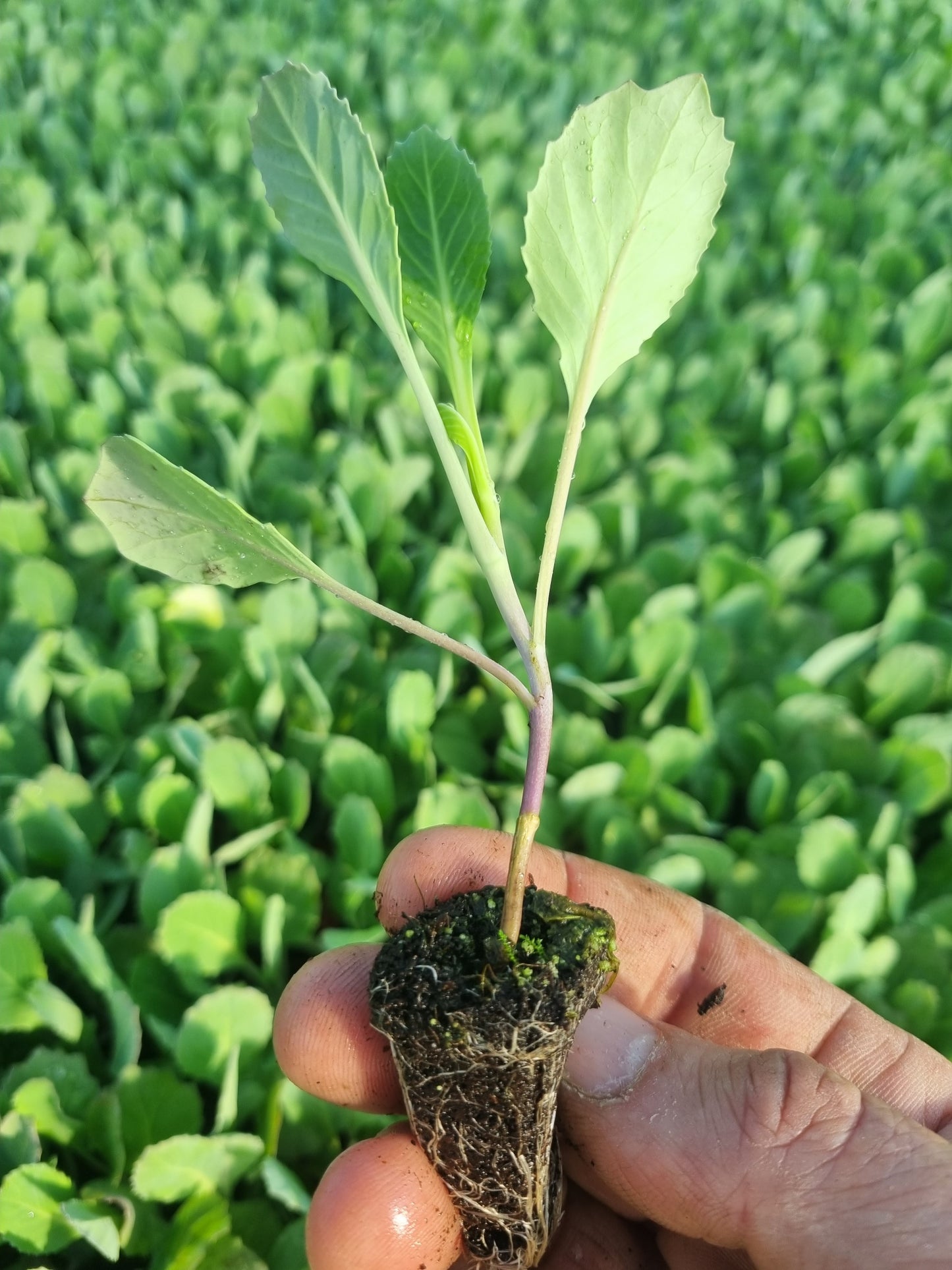 Summer Cabbage Plug Plants "Grow Your Own" Vegetables **Letterbox Friendly**
