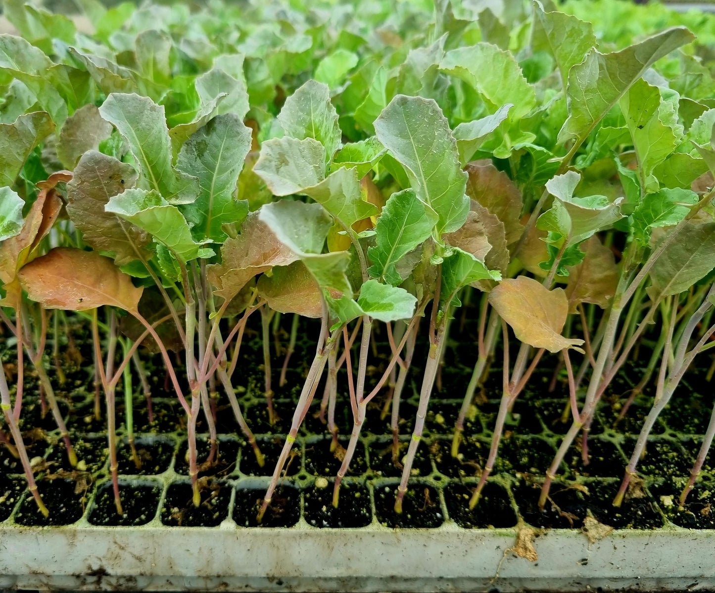 Tender Stem Broccoli Plug Plants "Grow Your Own" Vegetables **Letterbox Friendly**