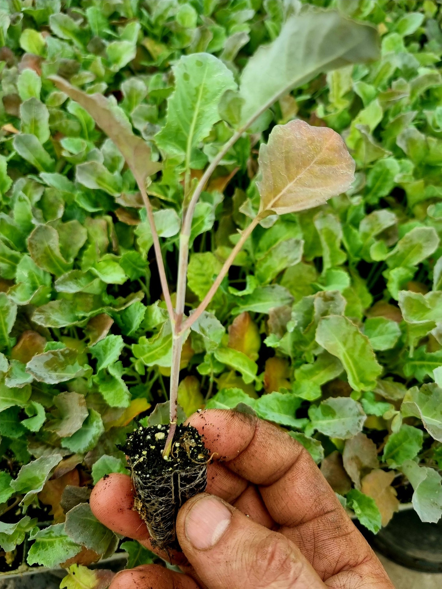 Tender Stem Broccoli Plug Plants "Grow Your Own" Vegetables **Letterbox Friendly**