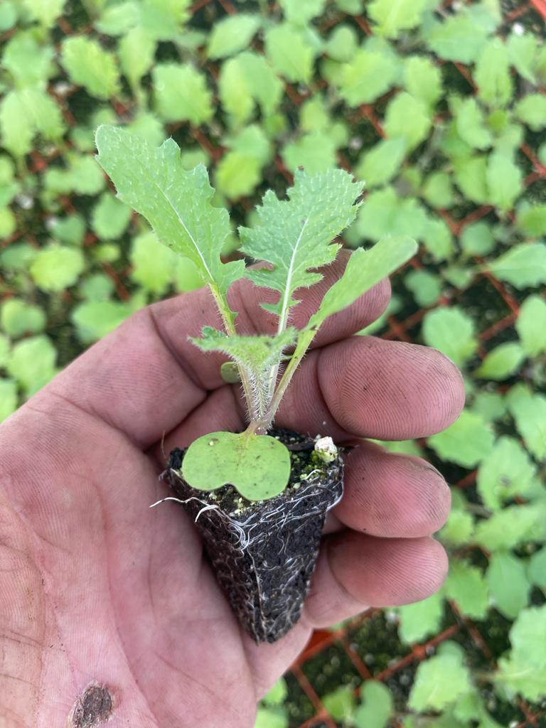 Turnip Plug Plants - "Grow Your Own" Vegetables **Letterbox Friendly**
