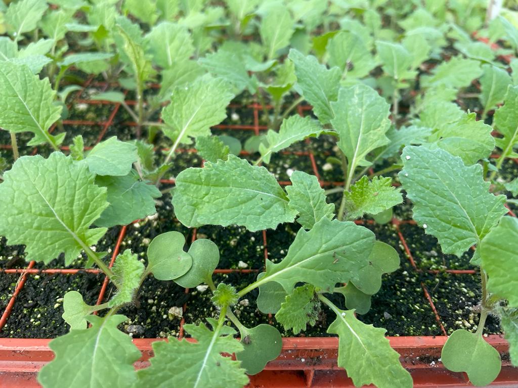 Turnip Plug Plants - "Grow Your Own" Vegetables **Letterbox Friendly**