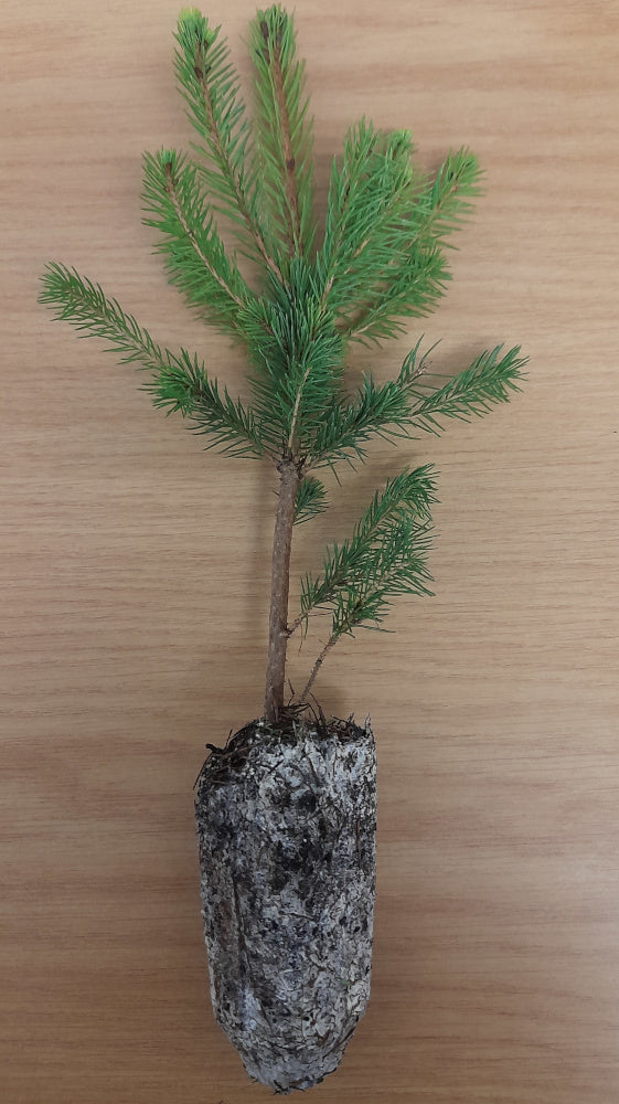 Tree Plug Plants – Root Source