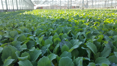 Root Source - Grow Your Own Plants 'ECO friendly packaging'