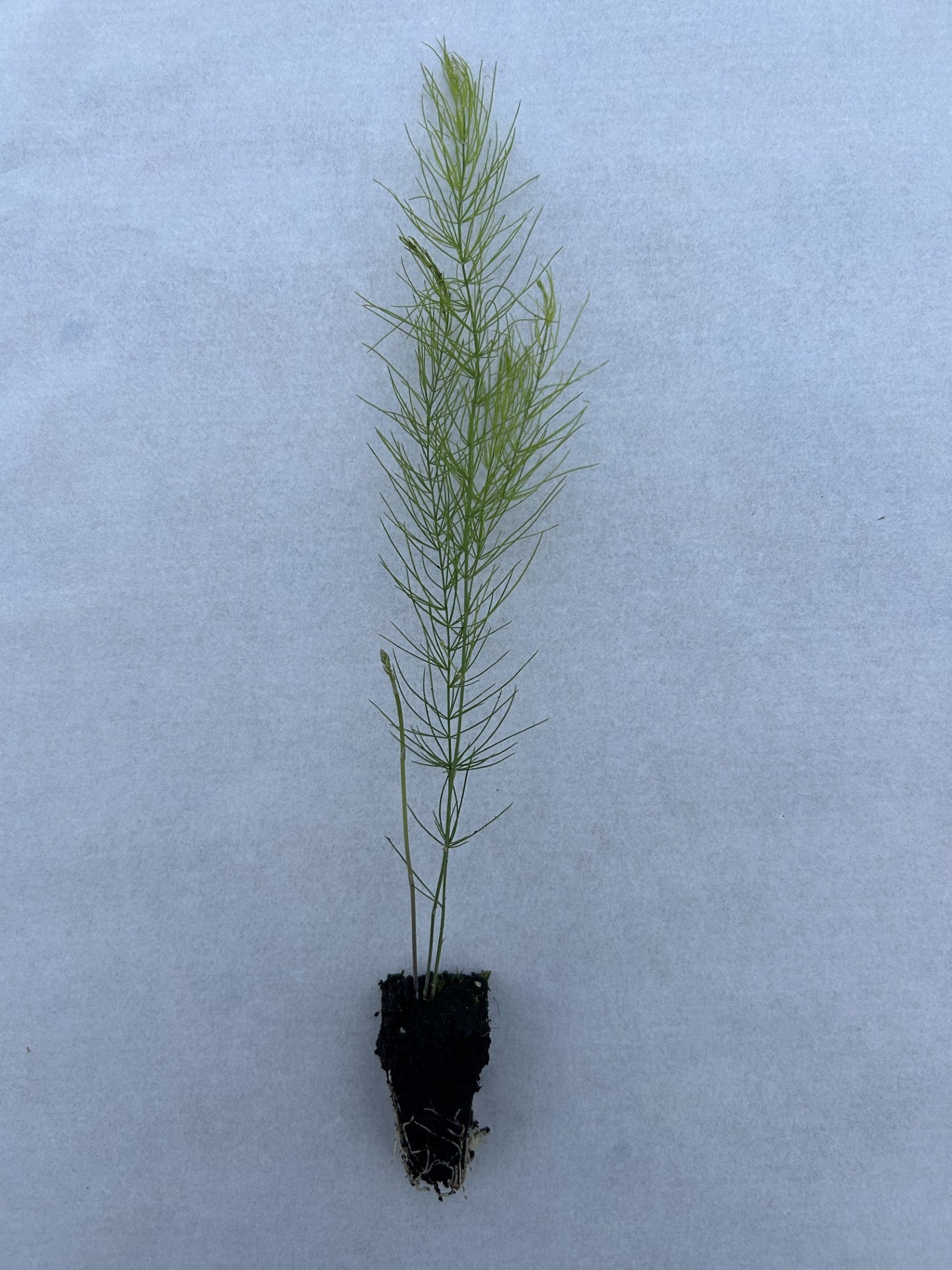 Asparagus Plug Plants "Grow Your Own" Vegetables 'Ready to Plant Now' Young Vegetable Plants **Letterbox Friendly**