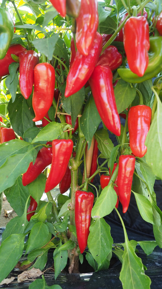 Pepper Red Mini Horn Plug Plants "Grow Your Own" Fruit **Letterbox Friendly**
