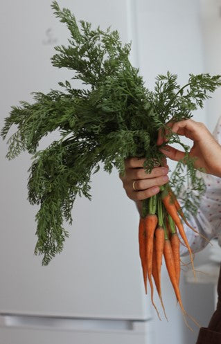 PRE-ORDER 10% OFF - Baby Carrot Plug Plants "Grow Your Own" Vegetables **Letterbox Friendly**