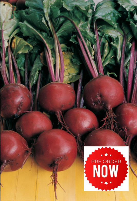 PRE-ORDER 10% OFF - Beetroot Plug Plants "Grow Your Own" Vegetables **Letterbox Friendly**