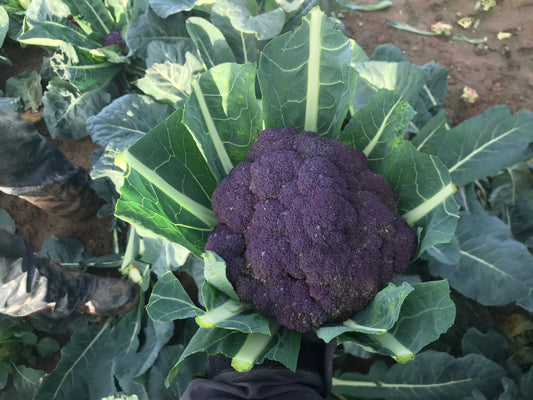 Purple Broccoli Plug Plants "Grow Your Own" Vegetables 'Ready to Plant Now' Young Vegetable Plants **Letterbox Friendly**