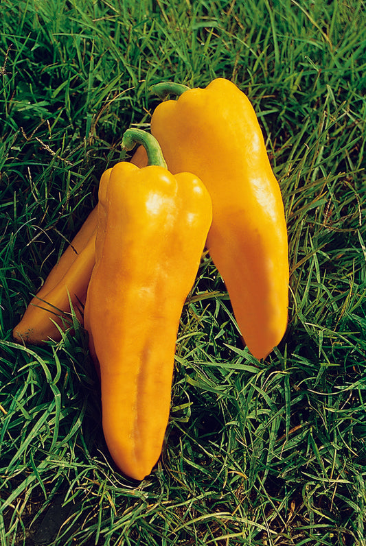 Pepper Sweet Yellow Plug Plants "Grow Your Own" Fruit **Letterbox Friendly**