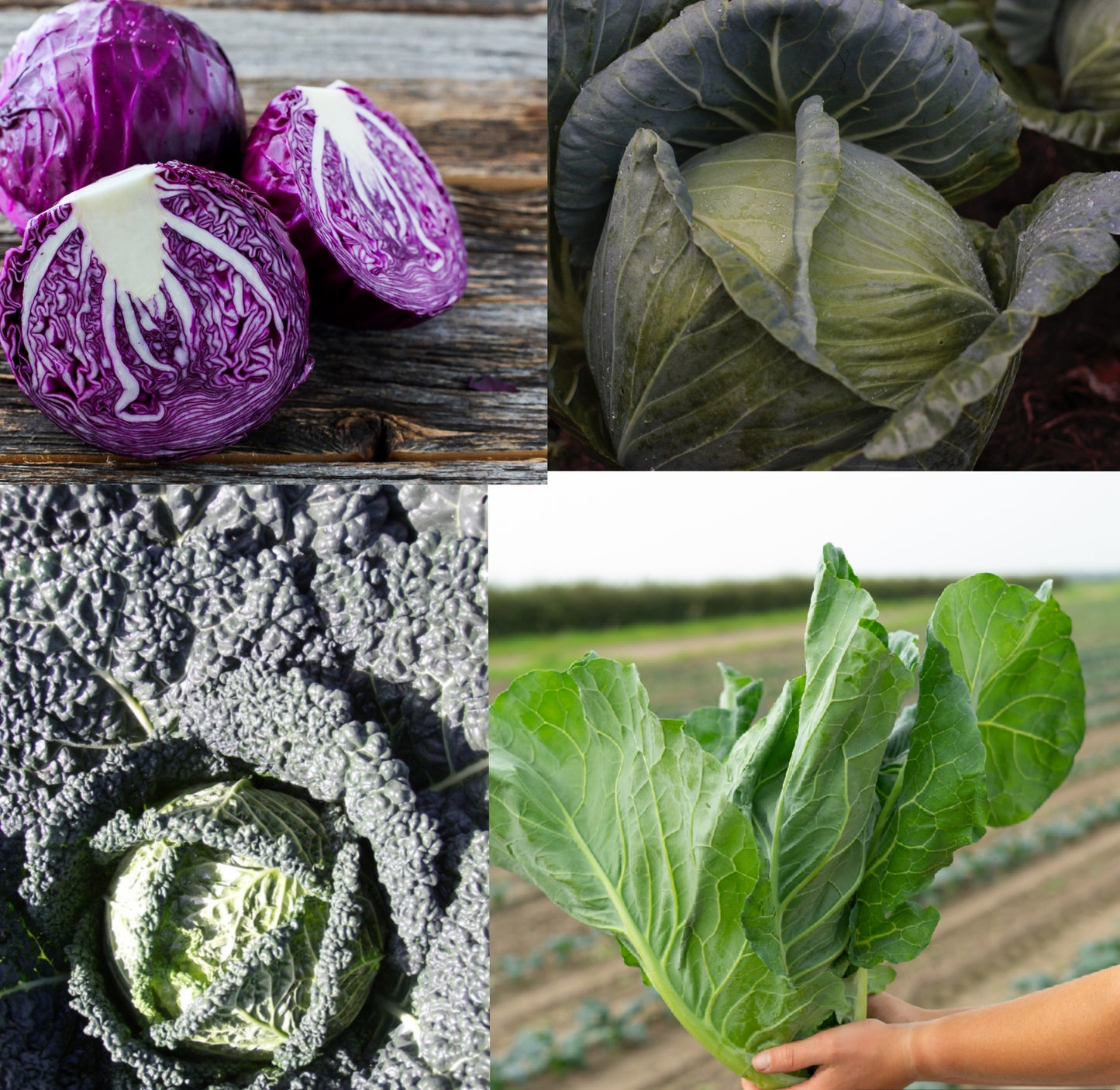 Cabbage Plug Plants MIXED PACK "Grow Your Own" Vegetables 'Ready to Plant Now' Young Vegetable Plants **Letterbox Friendly**