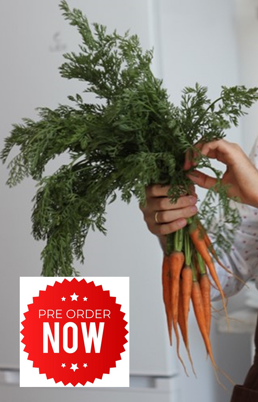 PRE-ORDER 10% OFF - Baby Carrot Plug Plants "Grow Your Own" Vegetables **Letterbox Friendly**