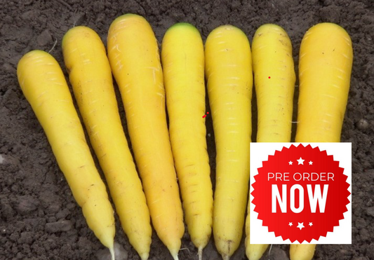 PRE-ORDER 10% OFF - Golden Carrot Plug Plants "Grow Your Own" Vegetables **Letterbox Friendly**