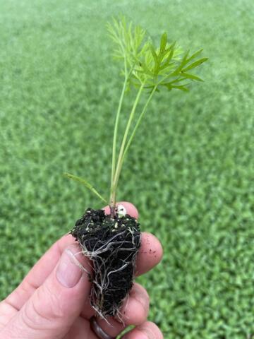 Round Carrot Plug Plants "Grow Your Own" Vegetables **Letterbox Friendly**