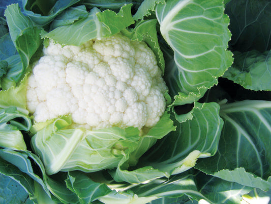 Cauliflower Plug Plants MIXED PACK "Grow Your Own" Vegetables 'Ready to Plant Now' Young Vegetable Plants **Letterbox Friendly**