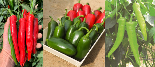 Chilli Pepper Plug Plants MIXED PACK "Grow Your Own" Fruit 'Ready to Plant Now' Young Vegetable Plants **Letterbox Friendly**