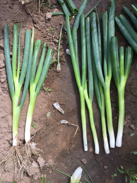 Spring Onion Plug Plants - "Grow Your Own" Vegetables **Letterbox Friendly**