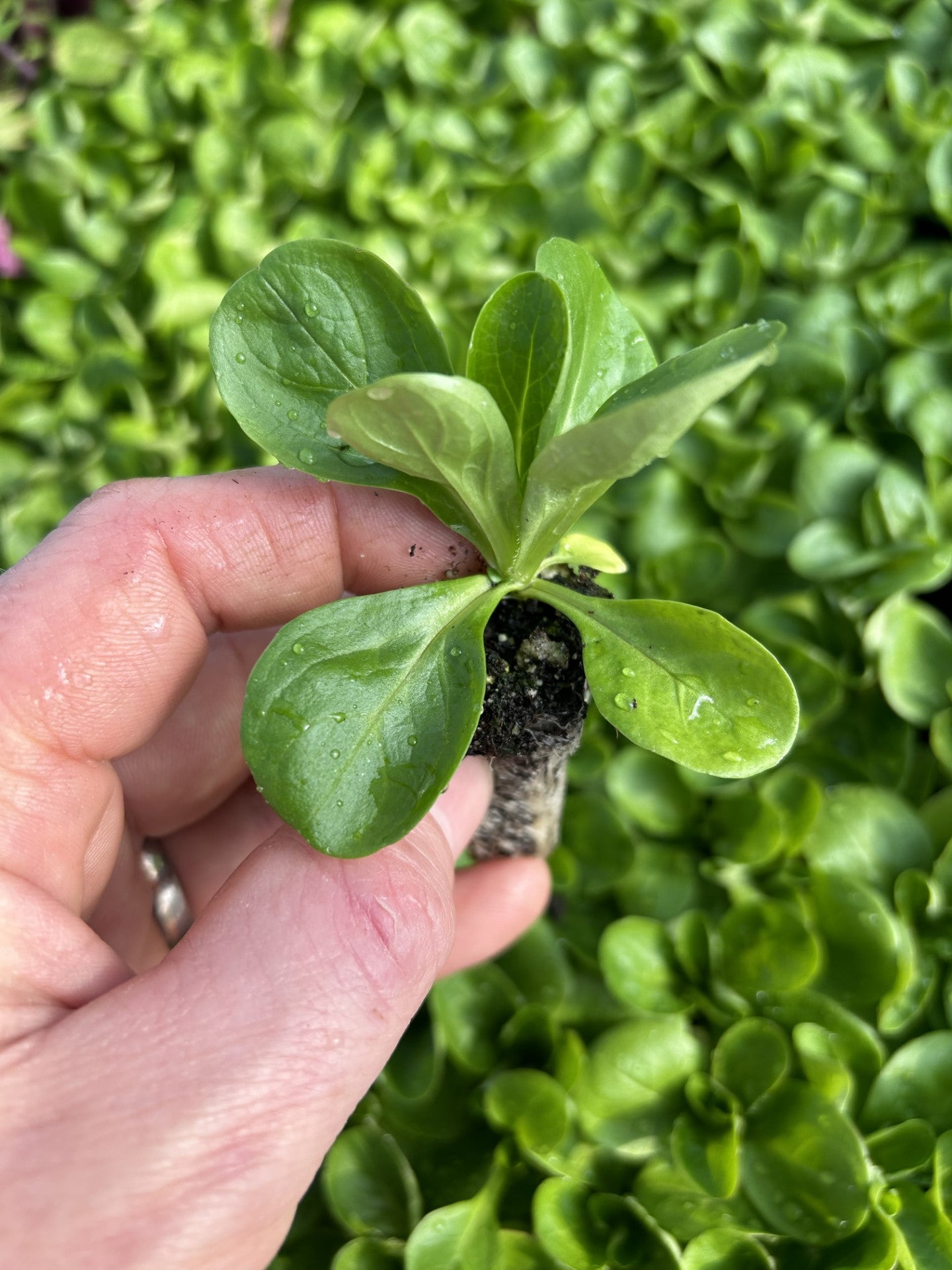 Corn Salad Plug Plants "Grow Your Own" Salads **Letterbox Friendly**