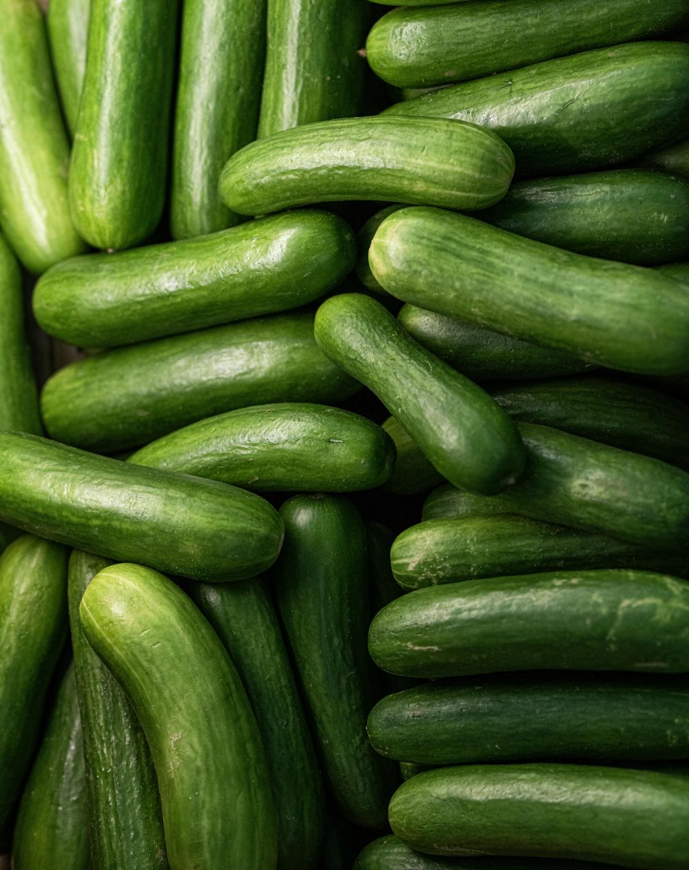 Baby Cucumber Plug Plants "Grow Your Own" Fruit 'Ready to Plant Now' Young Vegetable Plants **Letterbox Friendly** (Copy)