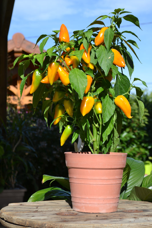 Pepper Sweet Yellow Plug Plants "Grow Your Own" Fruit **Letterbox Friendly**