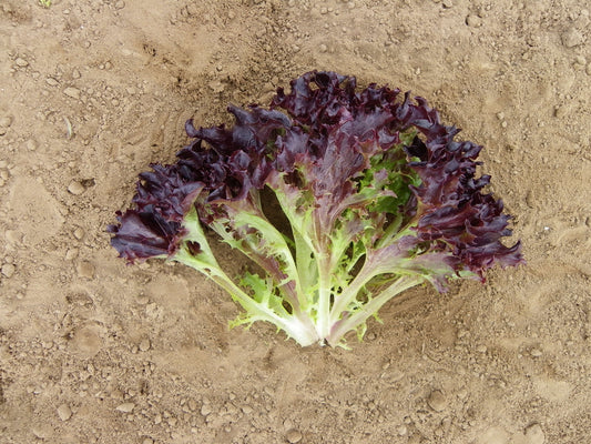 Firecut Lettuce Plug Plants Red Multi Leaf "Grow Your Own" Salad 'Ready to Plant Now' Young Vegetable Plants **Letterbox Friendly**