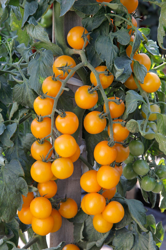 Orange Cherry Tomato Plug Plants "Grow Your Own" Fruit 'Ready to Plant Now' Young Vegetable Plants **Letterbox Friendly**