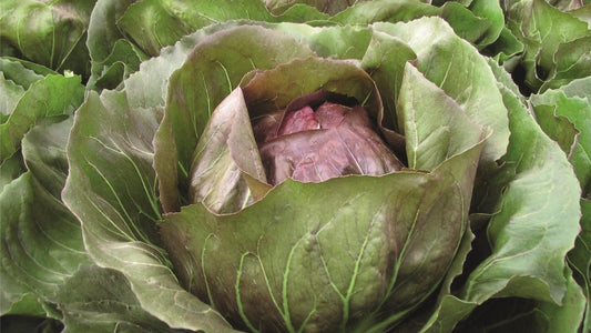 Radicchio Plug Plants "Grow Your Own" Vegetables 'Ready to Plant Now' Young Vegetable Plants**Letterbox Friendly**