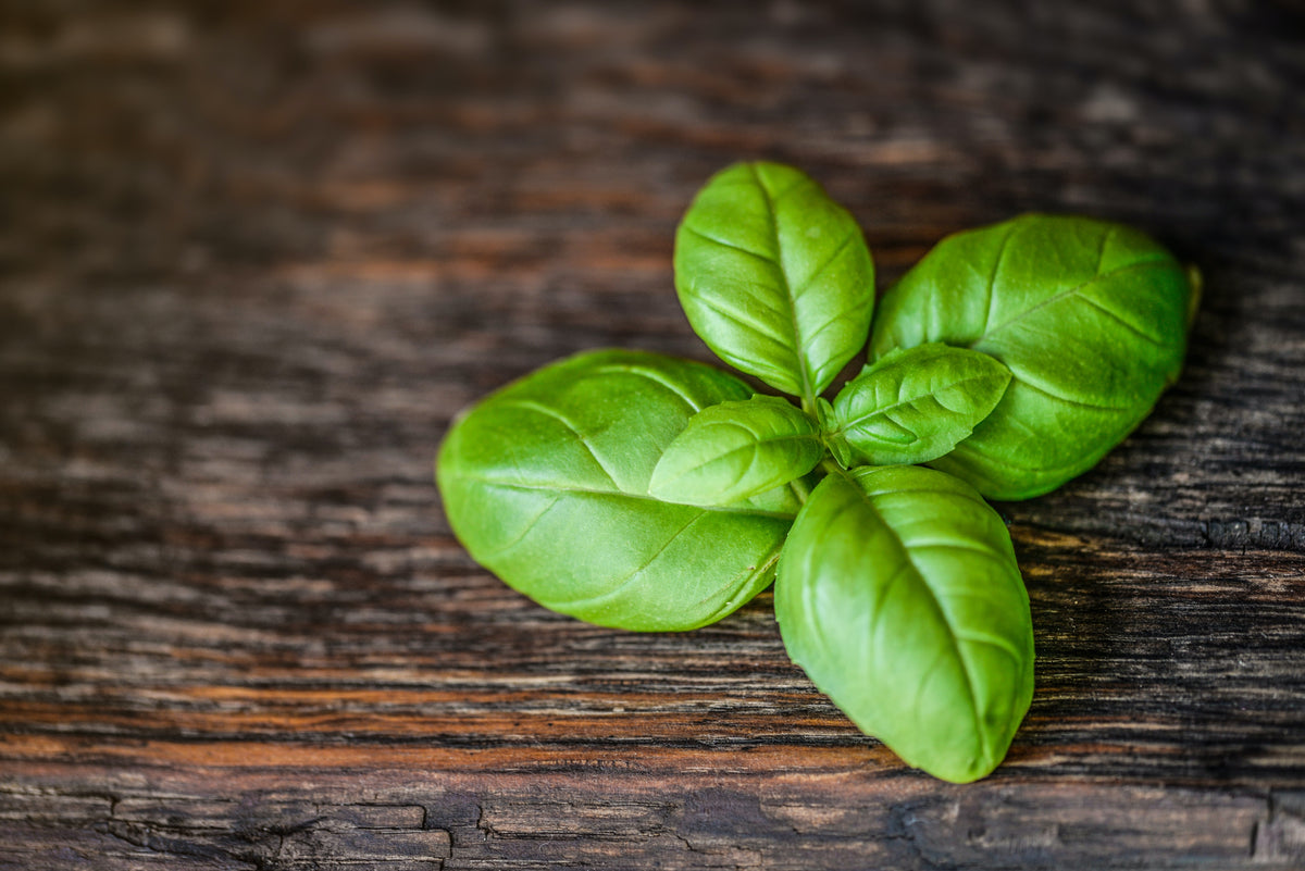 Basil Source Basil Herb Plug Plants