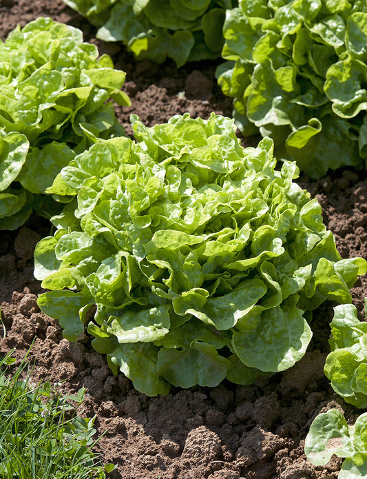 Green Oakleaf Lettuce Plug Plants "Grow Your Own" Salad 'Ready to Plant Now' Young Vegetable Plants **Letterbox Friendly**