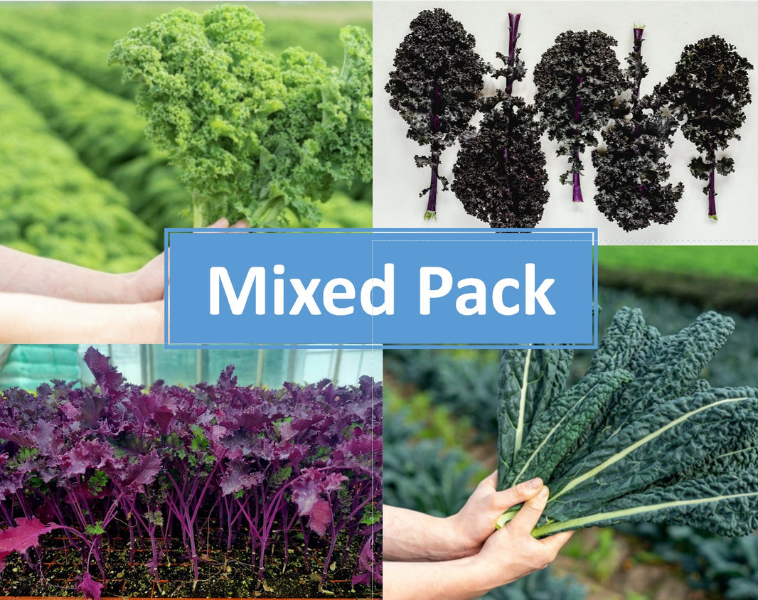 Root Source - Grow Your Own Plants 'ECO friendly packaging'