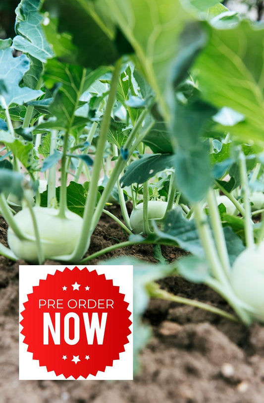 PRE-ORDER 10% OFF - Kohlrabi Plug Plants "Grow Your Own" Vegetables **Letterbox Friendly**