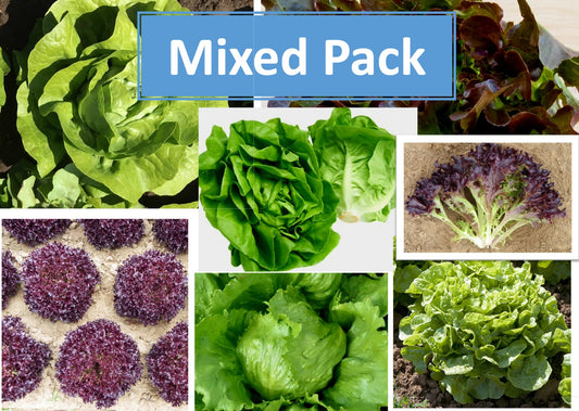 Lettuce Plug Plants MIXED PACK "Grow Your Own" Salad 'Ready to Plant Now' Young Vegetable Plants 'Eco Friendly Packaging' **Letterbox Friendly**