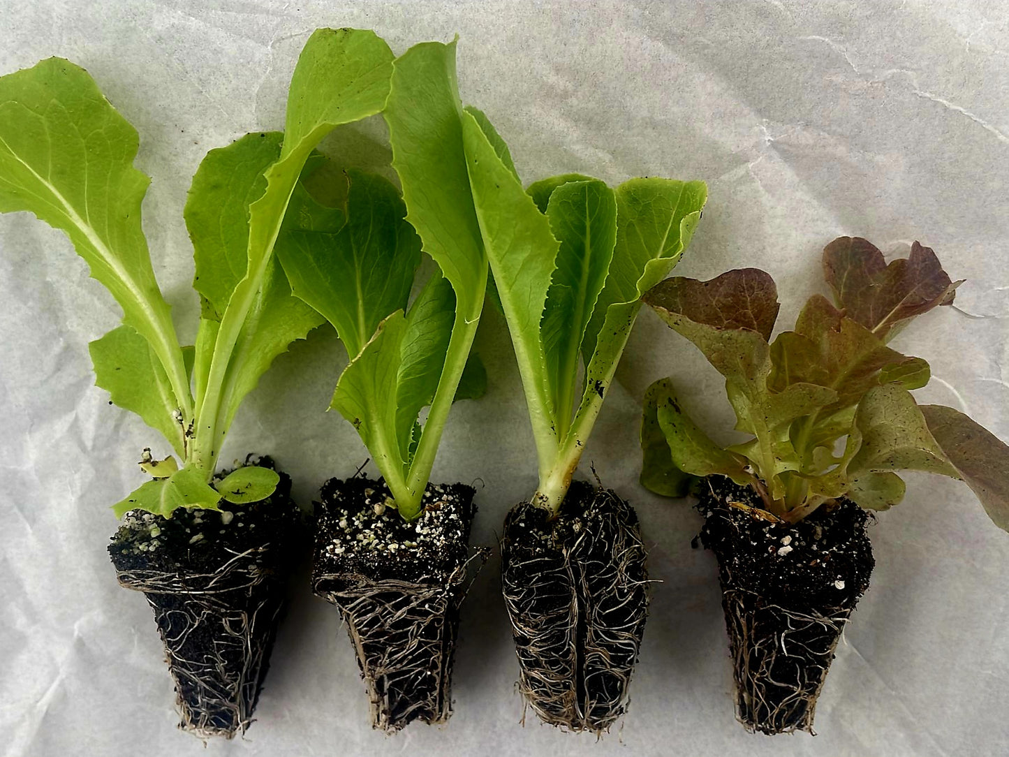 Monthly Subscription Box "Grow Your Own" Plug Plants Vegetables