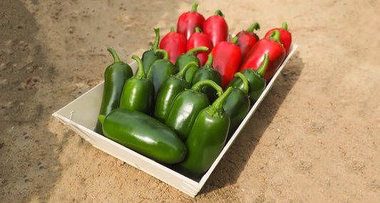 Chilli Pepper Jalapeno Plug Plants "Grow Your Own" Fruit **Letterbox Friendly**