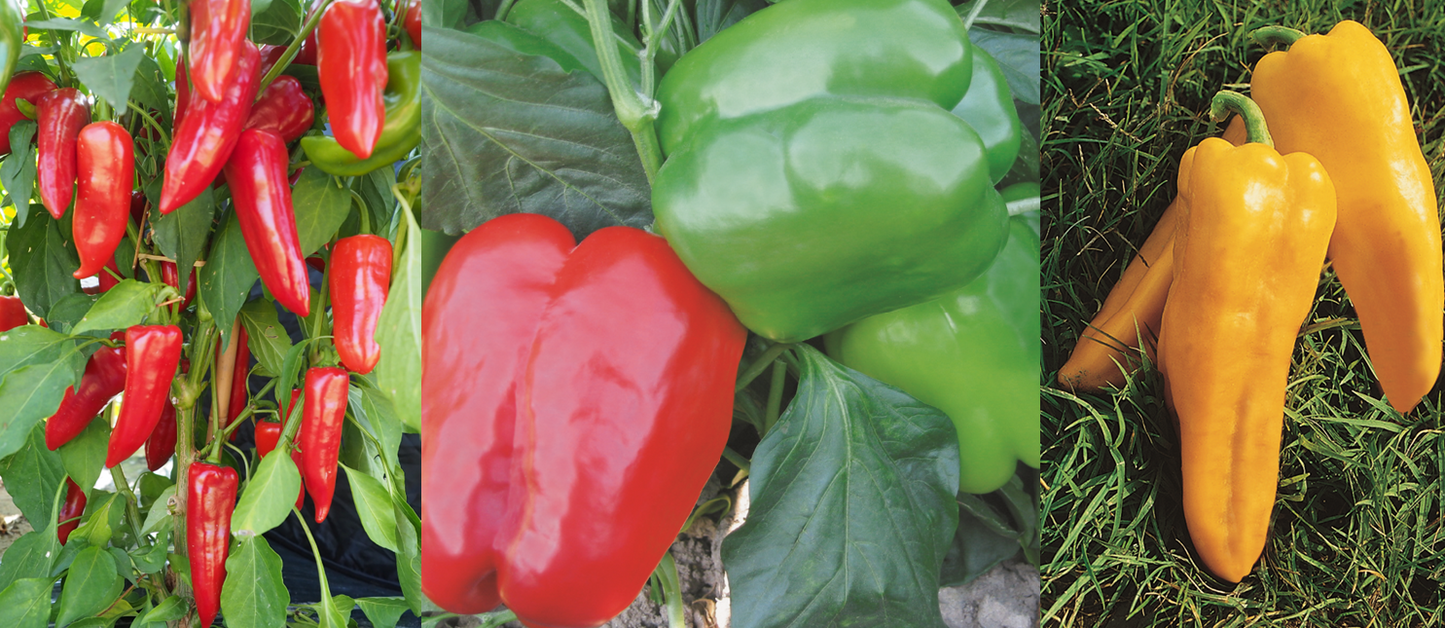 Pepper Plug Plants MIXED PACK "Grow Your Own" Fruit 'Ready to Plant Now' Young Vegetable Plants **Letterbox Friendly** (Copy)