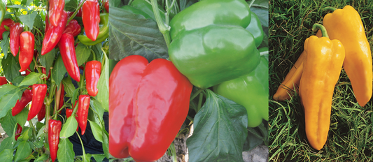 Pepper Plug Plants MIXED PACK "Grow Your Own" Fruit 'Ready to Plant Now' Young Vegetable Plants **Letterbox Friendly** (Copy)