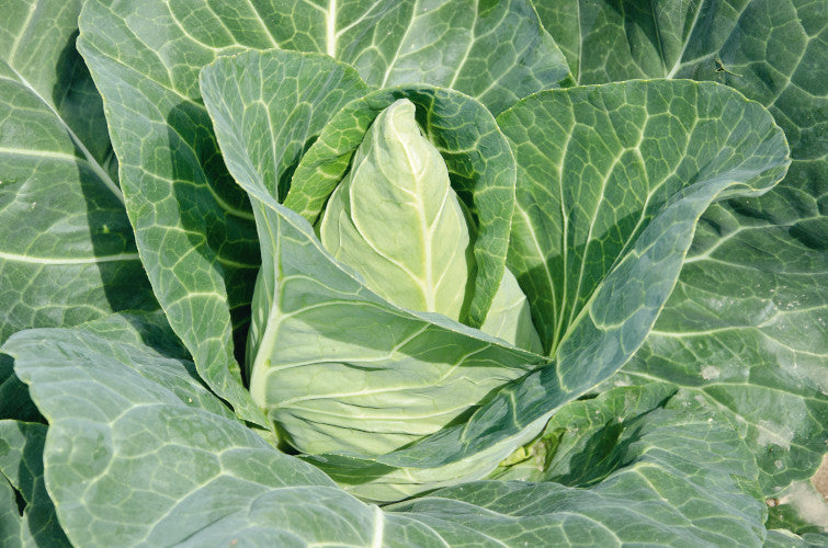 Cabbage Plug Plants MIXED PACK "Grow Your Own" Vegetables 'Ready to Plant Now' Young Vegetable Plants **Letterbox Friendly**